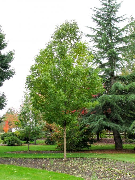 Fraxinus Pennsylvanica Rugby Faltz Landscaping Nursery