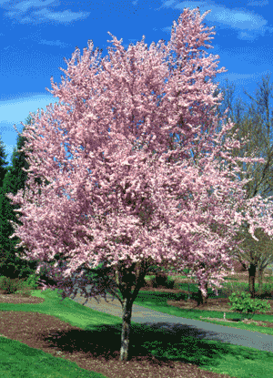 Prunus Cerasifera Faltz Landscaping Nursery