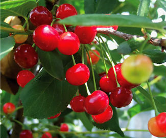 Prunus Ceracus Montmourency Faltz Landscaping Nursery