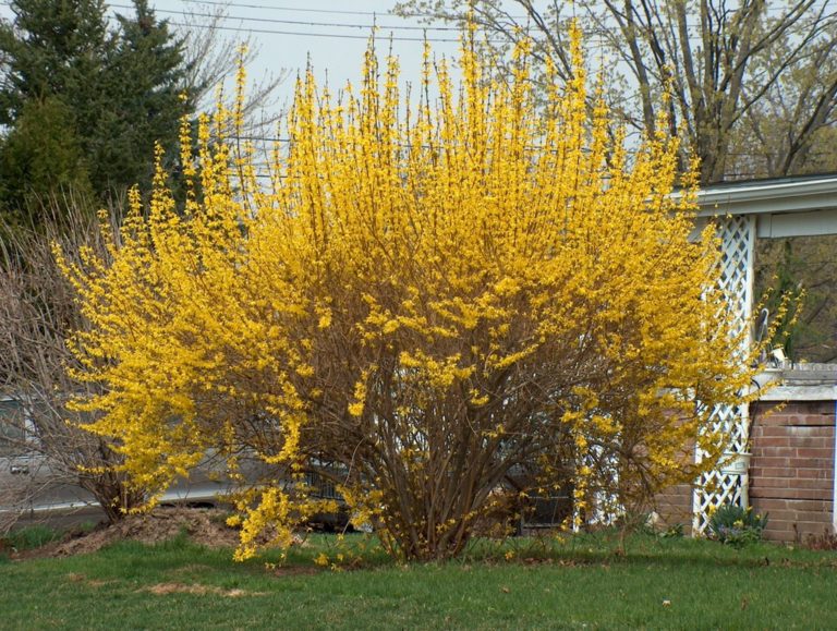 Forsythia ‘Meadowlark’ | Faltz Landscaping & Nursery