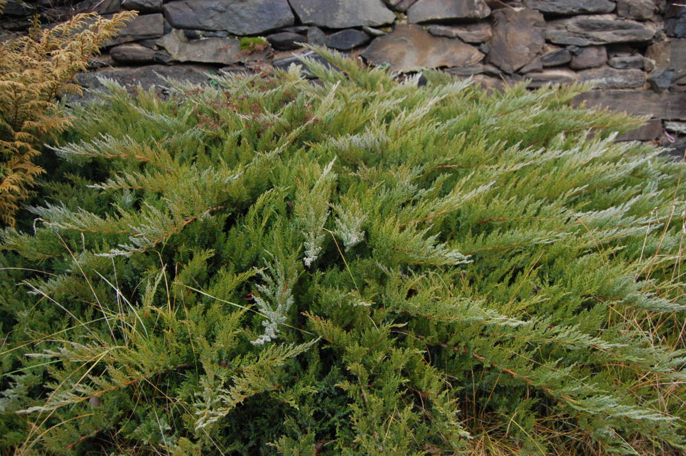 Juniperus sabina ‘Buffalo’ | Faltz Landscaping & Nursery