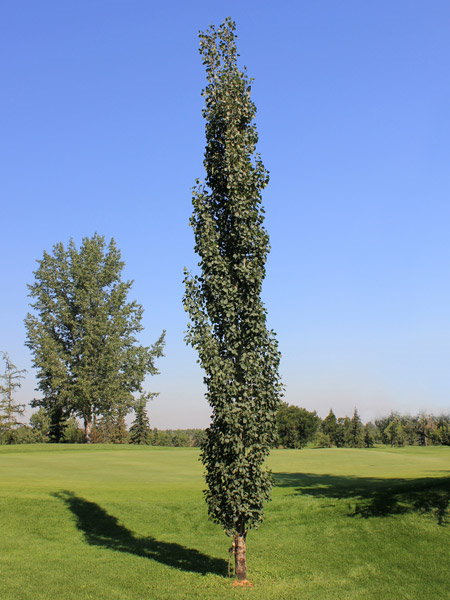 Populus tremuloides erecta | Faltz Landscaping & Nursery