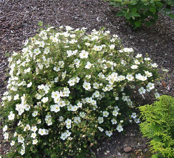 Potentilla Fruticosa Mckay s White Faltz Landscaping Nursery