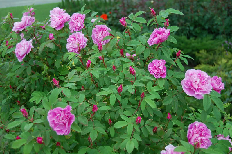 Rosa rugosa ‘Therese Bugnet’ | Faltz Landscaping & Nursery