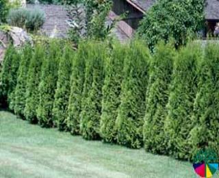 thuja wintergreen | Faltz Landscaping & Nursery