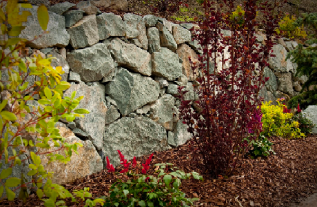 many landscaping plants